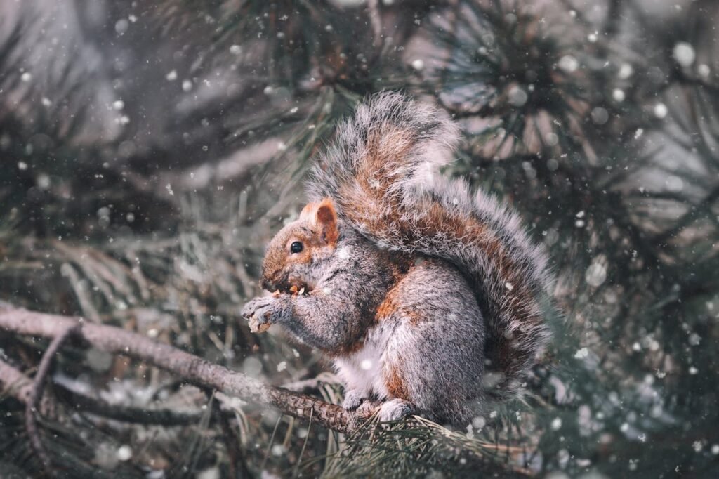 wildlife in canada