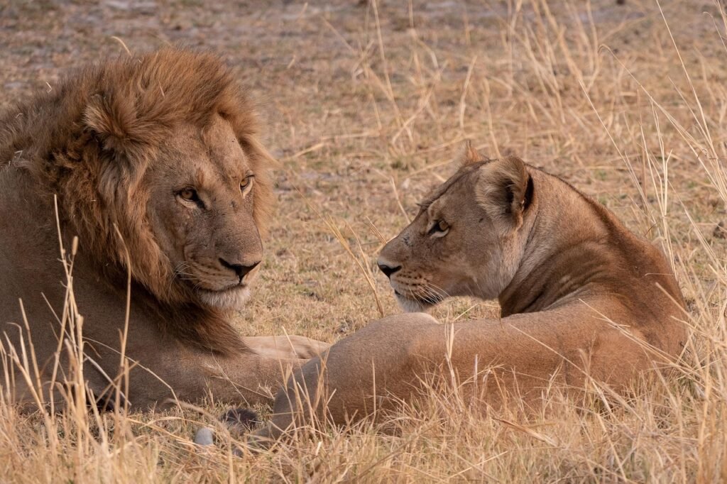 African Lion Safari Ontario