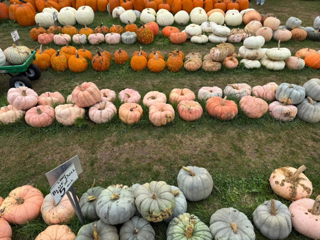 fall activities in Waterloo