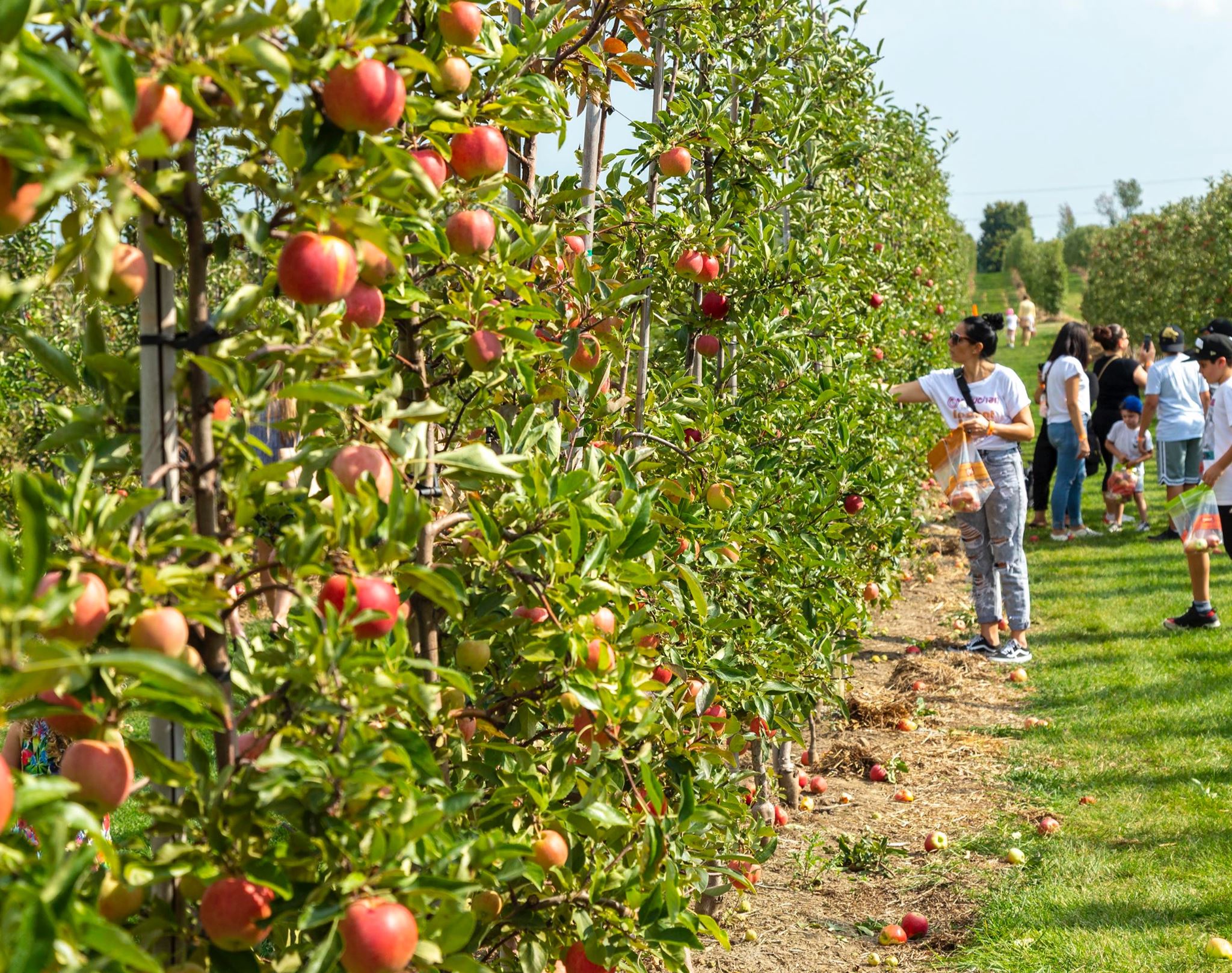 Apple Picking Near Toronto