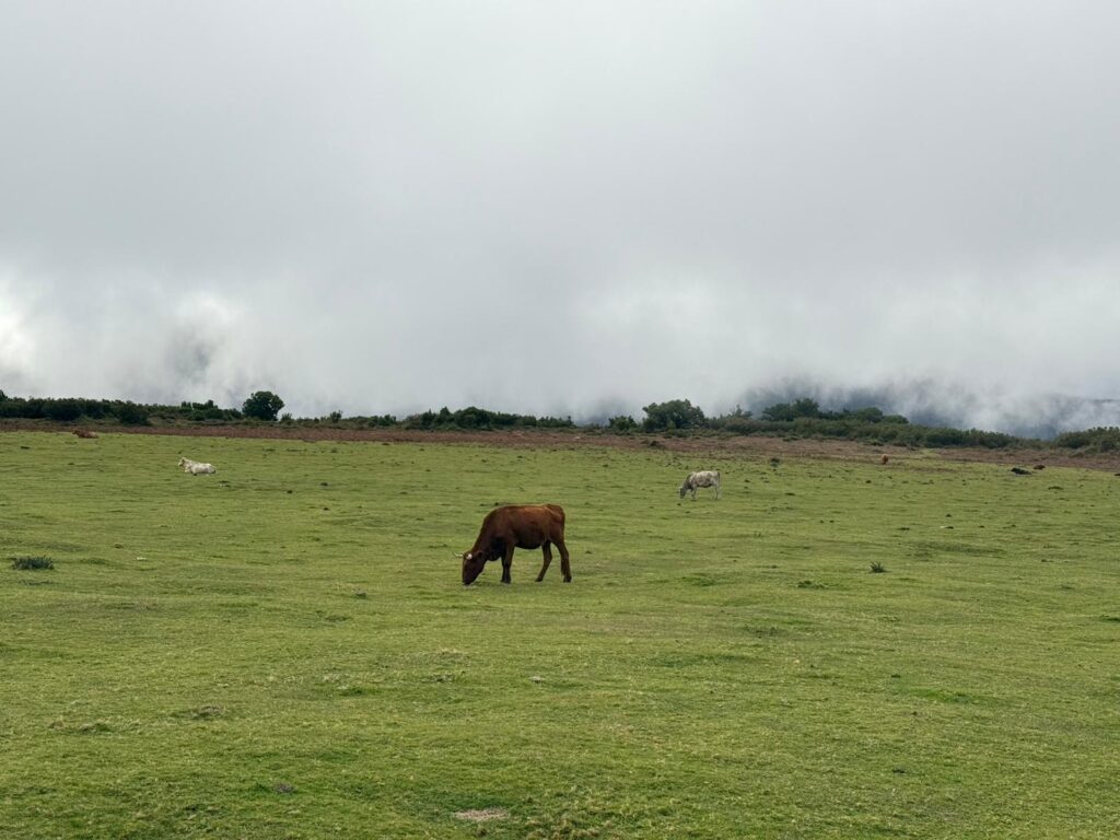things to do in madeira