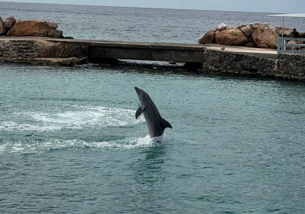 kiss the dolphin caribbean