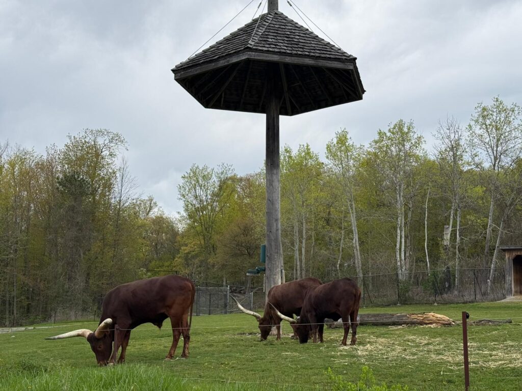 toronto family things to do
