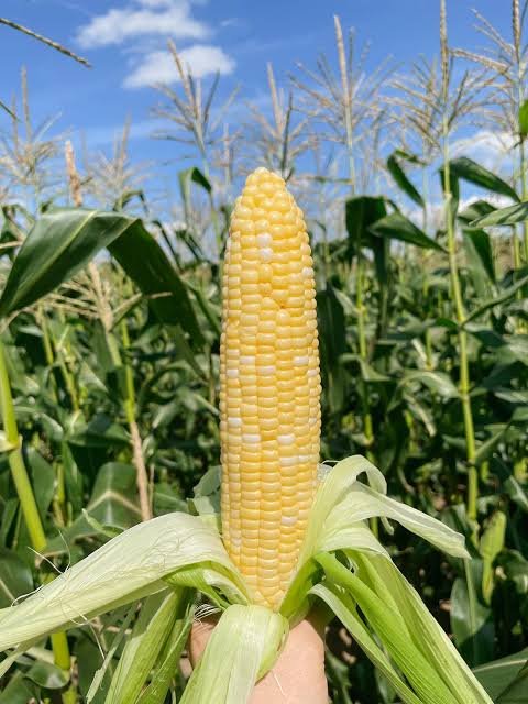 corn season ontario